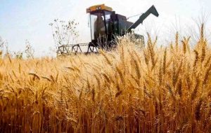 پایان شایعهها؛ پرداخت بهای گندم کشاورزان ایلامی قطعی و نقدی است پایان شایعهها؛ پرداخت بهای گندم کشاورزان ایلامی قطعی و نقدی است